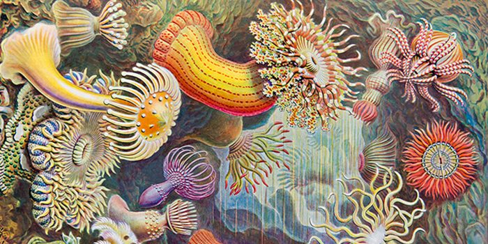Ernst Haeckel, el arte al servicio de la ciencia