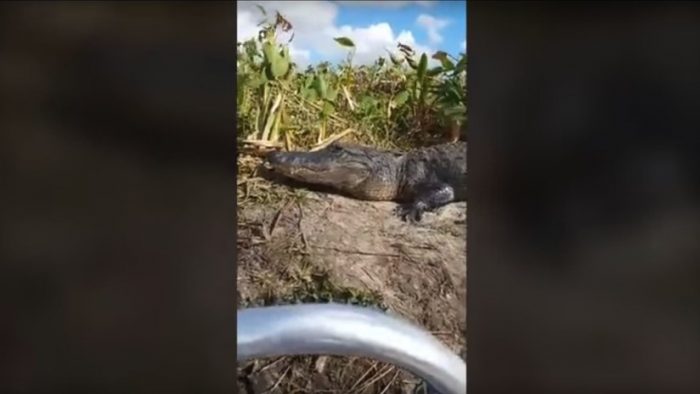 [VIDEO] Un pasajero insospechado: caimán sorprende a los tripulantes de un yate en Estados Unidos