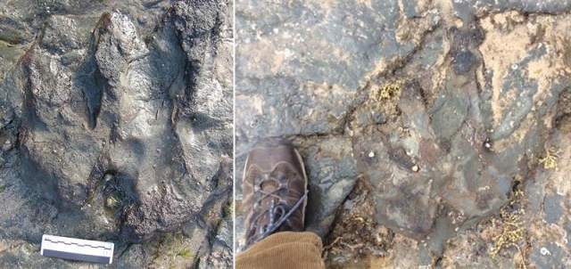 Destruyen con un martillo una huella de dinosaurio de 115 millones de años