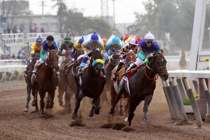 «No te declararon reo por lindo»: el caballo que perdió en su debut en la octava carrera del Hipódromo Chile