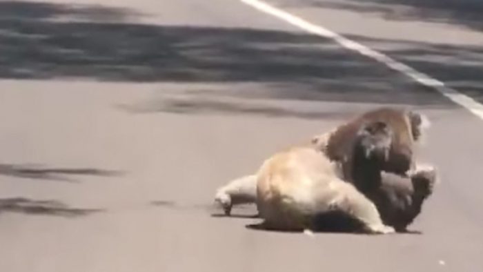 [VIDEO] La inusual pelea en público que tuvieron dos koalas que obligó a detener el tránsito en Australia