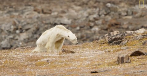 [VIDEO] El estremecedor registro de un famélico oso polar buscando comida enciende las alarmas sobre el cambio climático
