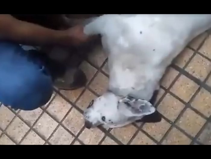 [VIDEO] Detienen a hombre por matar a un perro a patadas en pleno centro de Antofagasta