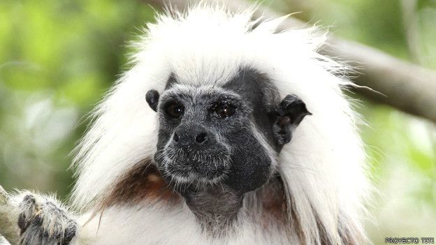 Pequeño primate colombiano juega un papel clave en su conservación y en la de su hábitat