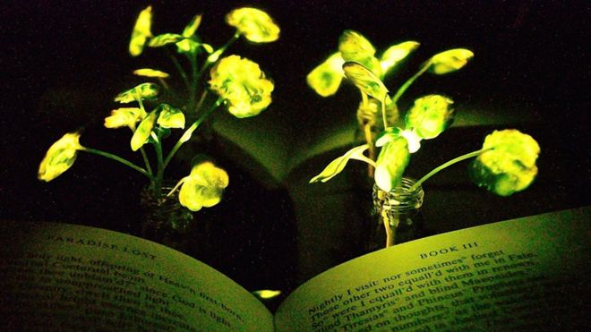 Plantas que brillan como luciérnagas, la nueva apuesta de los científicos del MIT