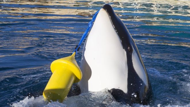 Wikie, la primera ballena orca que puede imitar el habla humana diciendo «hola» y «adiós»