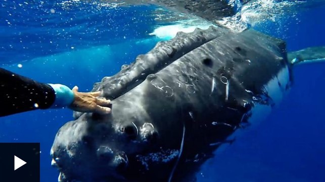 [VIDEO] El increíble momento en que una ballena jorobada «protege» a una buceadora de un tiburón
