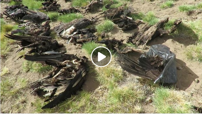 [VIDEO] Conmoción por hallazgo de 34 cóndores muertos en Mendoza: se investiga envenenamiento