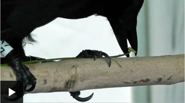 [VIDEO] Los asombrosos cuervos de Nueva Caledonia que fabrican ganchos para «pescar» insectos
