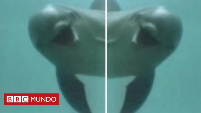 [VIDEO] Cómo reaccionan los delfines cuando se reconocen en un espejo (y lo hacen antes que los niños)