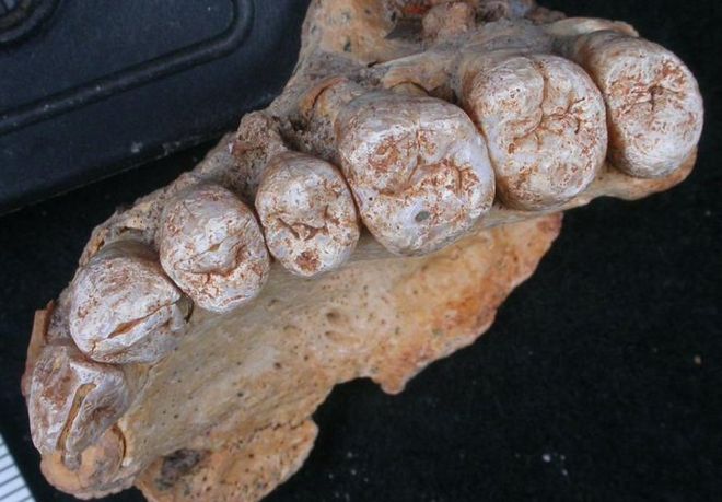 El sorprendente descubrimiento de un fósil que cambia la historia de los primeros humanos
