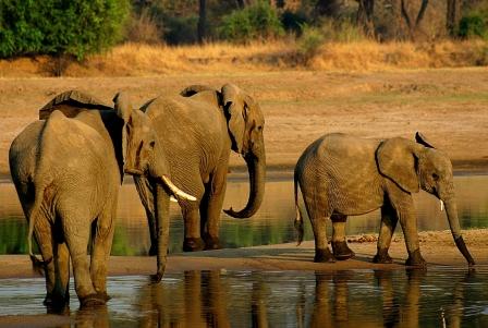 Compra de elefantes: la actividad que se quiere restringir