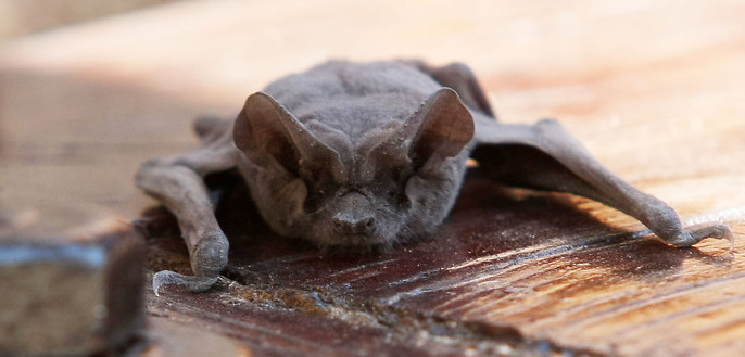 Cadena de supermercados detalla medidas tras hallazgo de murciélago en local de Quilpué