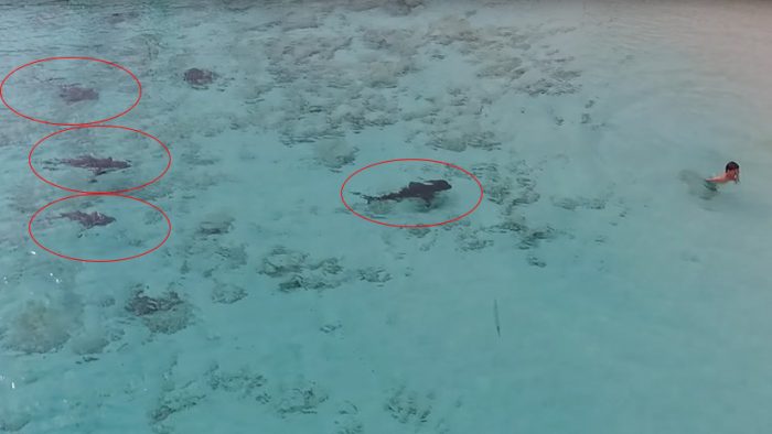 [VIDEO] Por poquito: niño se salva de ser atacado por cuatro tiburones en las Islas Bahamas