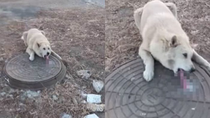 [VIDEO] No todos los héroes usan capa: hombre rescata a perro que había quedado con su lengua pegada en una tapa de alcantarilla