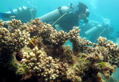 Arrecifes de coral corren peligro a causa del calentamiento global