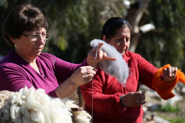 Artesanas chilenas rescatan lana merino, fibra más antigua y fina del mundo