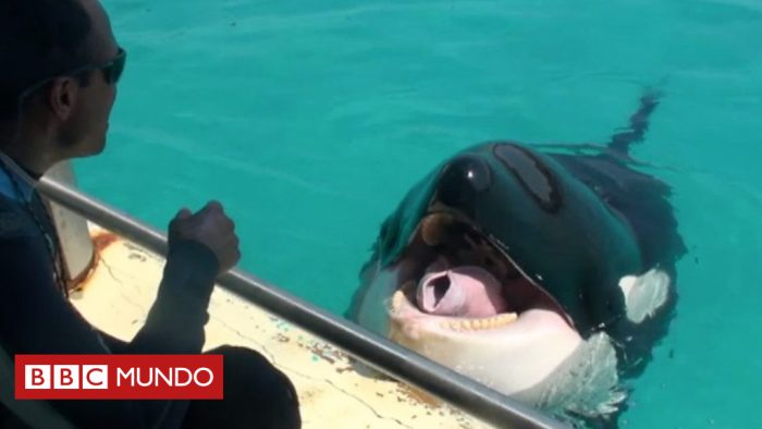 [VIDEO] Cómo «habla» la orca Wikie que aprendió a imitar sonidos humanos