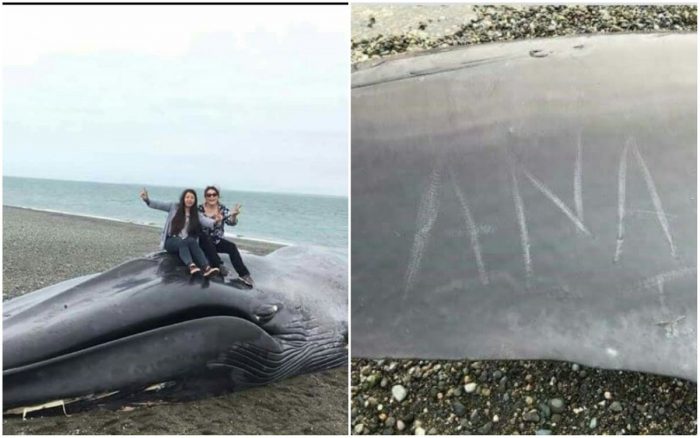 Selfie y «dedicatoria» sobre una ballena varada en Punta Arenas genera indignación en Sernapesca y Greenpeace