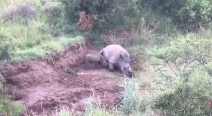 [VIDEO] La triste imagen de un bebé rinoceronte que intenta alimentarse de su fallecida madre