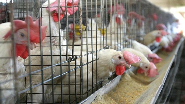 Francia prohibirá la venta de huevos criados en jaulas