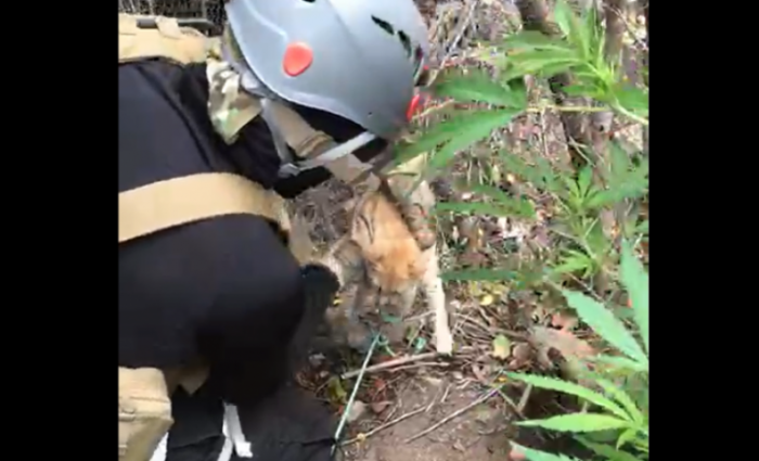 [VIDEO] Rescatan a gatitos que cuidaban plantas de marihuana en Coquimbo