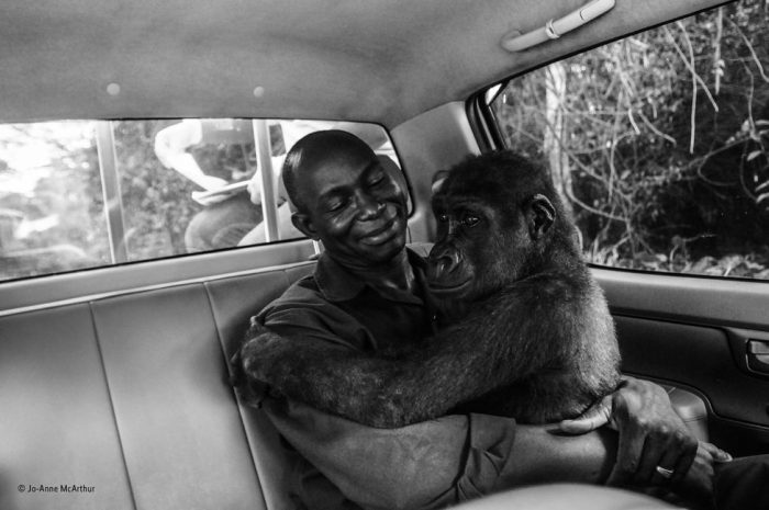 Las conmovedoras imágenes de animales ganadoras del concurso Fotógrafo de Vida Salvaje del Año