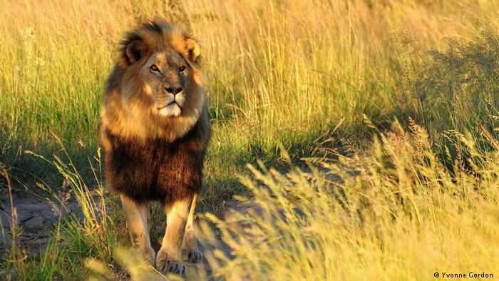 ¿Salvando al rey de la selva? Cría de leones en Zimbabue