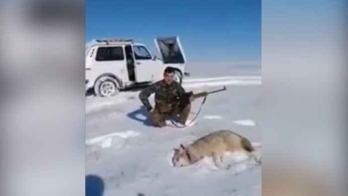 [VIDEO] Hoy en karma: lobo atacado por cazadores se hace el muerto para vengarse de su agresor