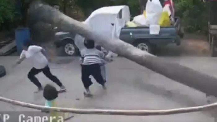 [VIDEO] Por poquito: niño se salva de ser aplastado por una palmera