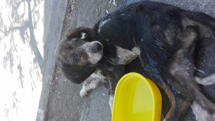 Conmoción en Tucapel por caso de maltrato animal: mujer golpeó a su perro y lo arrojó dentro de un saco a la basura