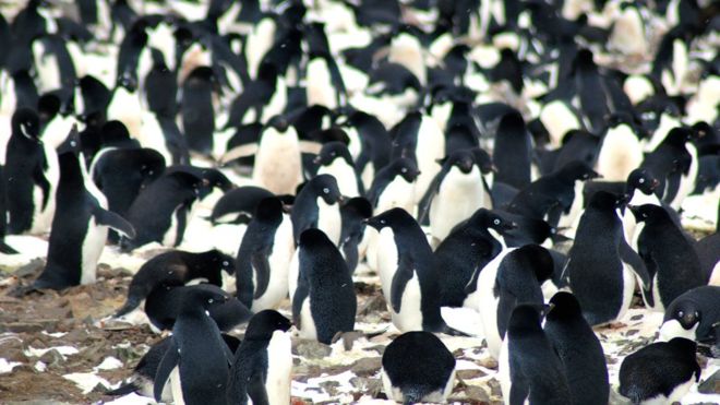 Cómo descubrieron desde el espacio una enorme colonia de pingüinos en la Antártida