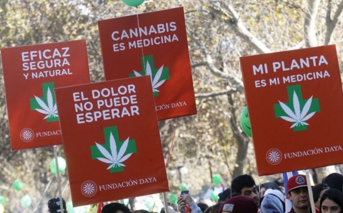 Fundación Daya y Mamá Cultiva gestionan que se impida incautación de plantas de cannabis en caso de prescripción médica