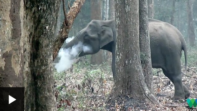 [VIDEO] El elefante que echa humo por la boca y tiene «perplejos» a los científicos