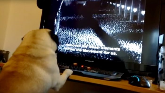 [VIDEO] Youtuber puede ir preso tras enseñarle al perro de su novia el saludo nazi