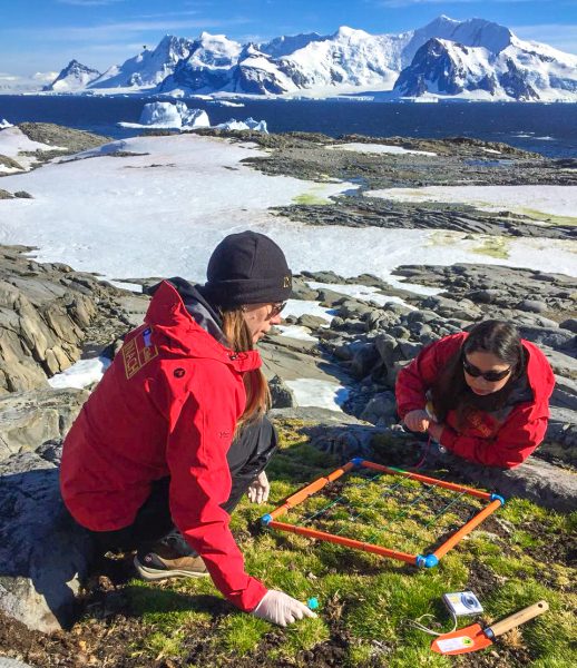 Investigan si planta nativa de la Antártica resistirá el cambio climático