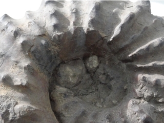 Exposición “Fósiles: un mar petrificado en el desierto” en MHN de Valparaíso
