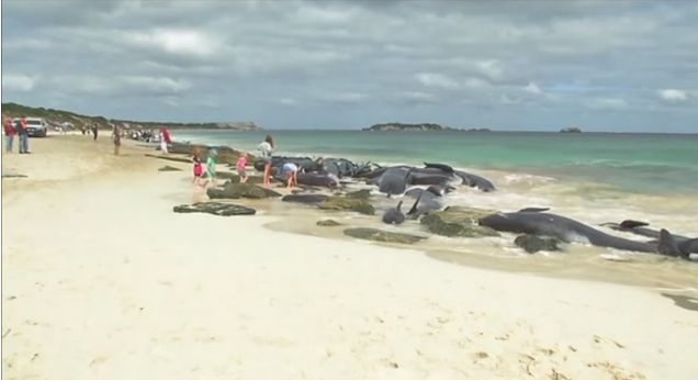 [VIDEO] Muere la mitad de las más de 150 ballenas varadas en el suroeste de Australia