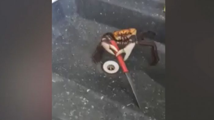 [VIDEO] Matar o morir: aguerrido cangrejo que usa un cuchillo para defenderse de su muerte inminente en manos de un cocinero revoluciona las redes sociales