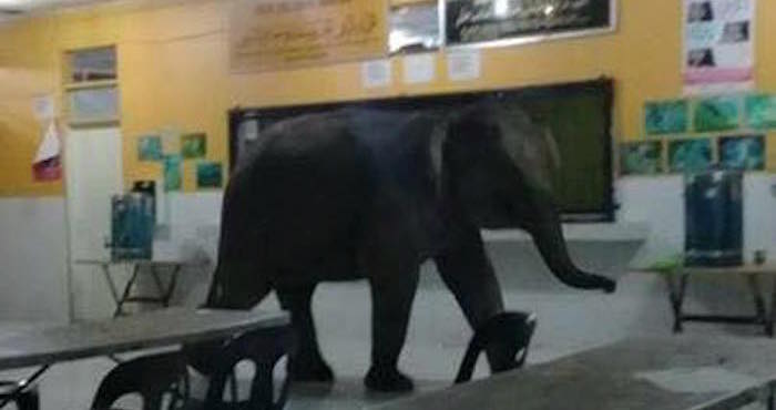 [VIDEO] Compañero nuevo: Elefante irrumpe en una escuela en Malasia