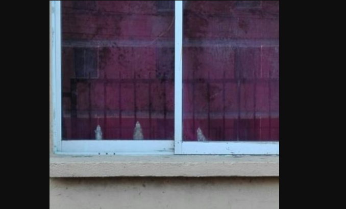 [VIDEO] Vecinos denuncian plaga de ratones en condominio del Gran Concepción