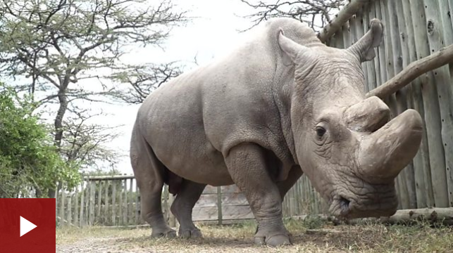 [VIDEO] Así era Sudán, el último macho de rinoceronte blanco del norte