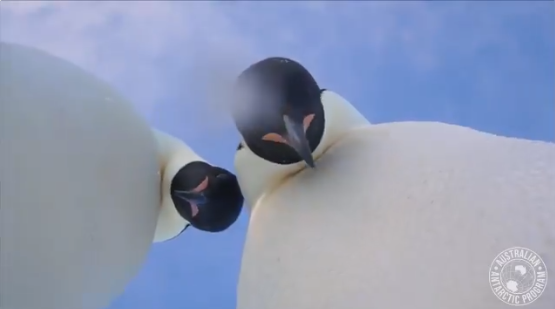 [VIDEO] El registro de la divertida selfie que se tomaron dos pingüinos emperadores en la Antártica