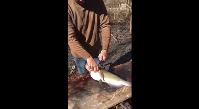 [VIDEO] La desagradable sorpresa que se llevó un hombre al intentar abrir un pescado