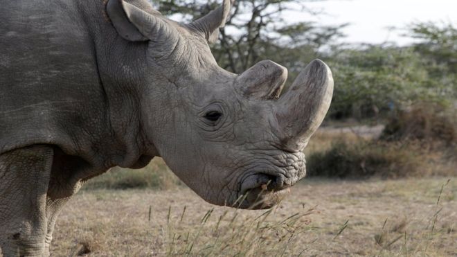 Qué pueden hacer los científicos para salvar a la especie a la que pertenecía Sudán, el último rinoceronte blanco macho que quedaba en el mundo