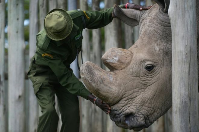 Muere Sudán, el último rinoceronte blanco macho que quedaba en el mundo