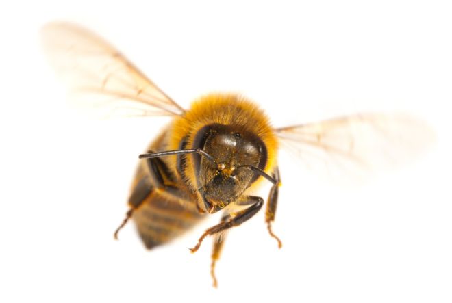 La polémica batalla que las abejas le ganaron a los insecticidas (y por qué esto enfurece a algunos agricultores)