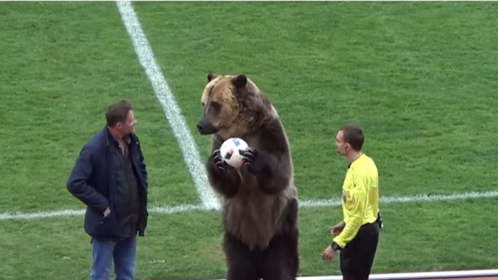 [VIDEO] Indignación por aparición de oso que le entregó la pelota a un árbitro durante un partido en Rusia
