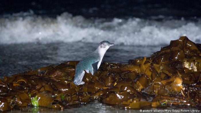 El Niño cobra sus primeras víctimas : Miles de pingüinos azules mueren por aumento de la temperatura del mar