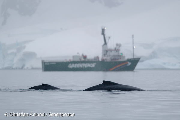 Greenpeace celebra que Chile apoye el establecimiento de Áreas Marinas Protegidas en la Antártica
